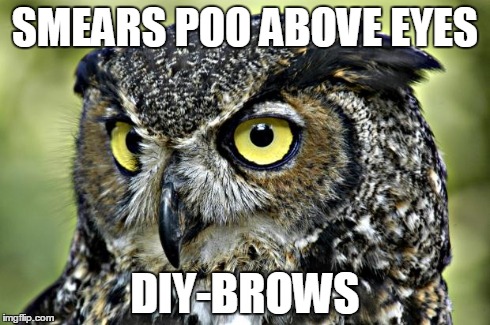 SMEARS POO ABOVE EYES DIY-BROWS | image tagged in owls,eyebrows | made w/ Imgflip meme maker