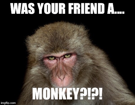 Monkey Friends | WAS YOUR FRIEND A.... MONKEY?!?! | image tagged in monkey business | made w/ Imgflip meme maker