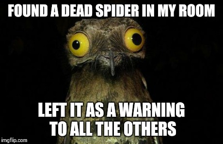 Weird Stuff I Do Potoo Meme | FOUND A DEAD SPIDER IN MY ROOM LEFT IT AS A WARNING TO ALL THE OTHERS | image tagged in memes,weird stuff i do potoo,AdviceAnimals | made w/ Imgflip meme maker