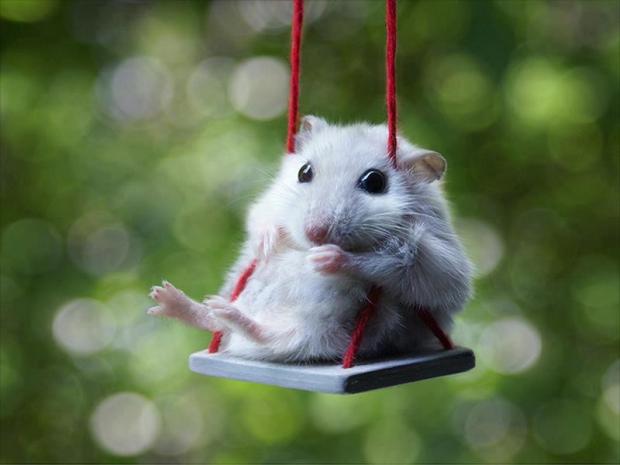 Mouse swing Blank Meme Template