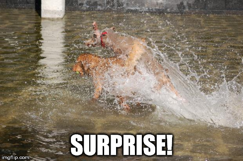 SURPRISE! | image tagged in surprise | made w/ Imgflip meme maker