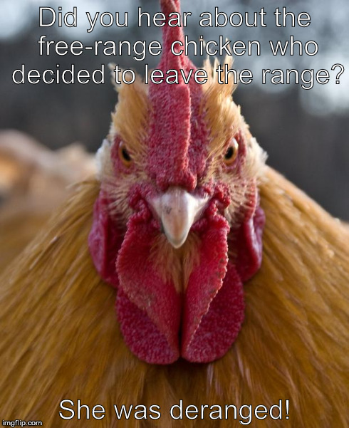 Angry Chicken | Did you hear about the free-range chicken who decided to leave the range? She was deranged! | image tagged in angry chicken | made w/ Imgflip meme maker