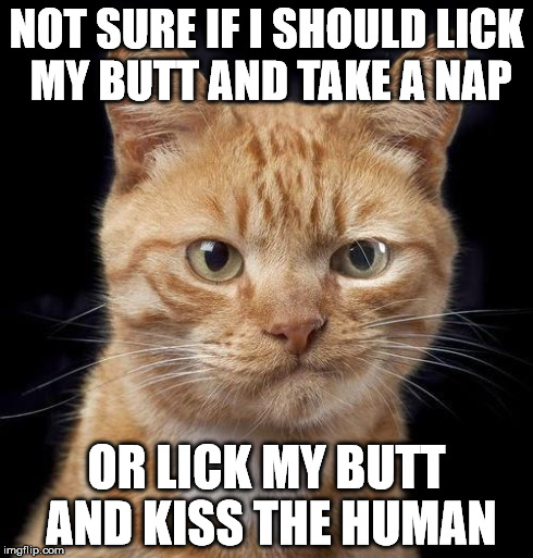 Indecisive Cat | NOT SURE IF I SHOULD LICK MY BUTT AND TAKE A NAP OR LICK MY BUTT AND KISS THE HUMAN | image tagged in indecisive cat | made w/ Imgflip meme maker