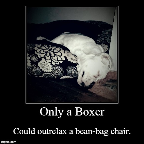 Outrelax | image tagged in funny,demotivationals,dogs | made w/ Imgflip demotivational maker