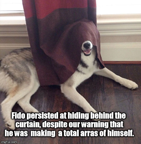 Fido persisted at hiding behind the curtain, despite our warning that he was  making  a total arras of himself. | image tagged in dog,memes | made w/ Imgflip meme maker