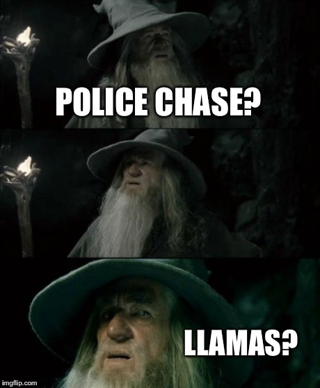 Confused Gandalf | POLICE CHASE? LLAMAS? | image tagged in memes,confused gandalf | made w/ Imgflip meme maker
