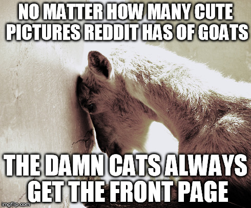 NO MATTER HOW MANY CUTE PICTURES REDDIT HAS OF GOATS THE DAMN CATS ALWAYS GET THE FRONT PAGE | image tagged in AdviceAnimals | made w/ Imgflip meme maker