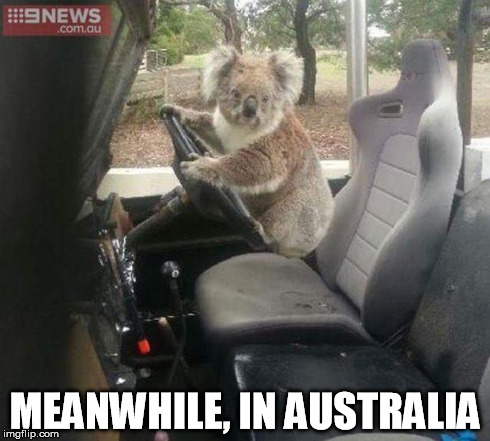 Koalafied Driver | MEANWHILE, IN AUSTRALIA | image tagged in koalafied driver | made w/ Imgflip meme maker