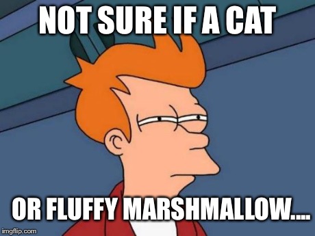 Futurama Fry | NOT SURE IF A CAT OR FLUFFY MARSHMALLOW.... | image tagged in memes,futurama fry | made w/ Imgflip meme maker