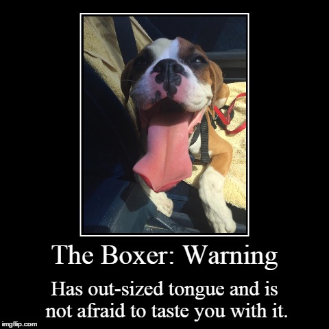 Tongue? | image tagged in funny,demotivationals,dogs,boxer | made w/ Imgflip demotivational maker