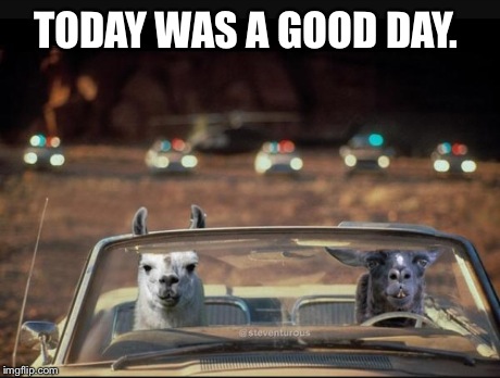 TODAY WAS A GOOD DAY. | image tagged in llamas | made w/ Imgflip meme maker