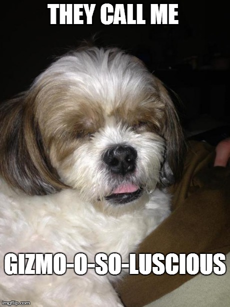 THEY CALL ME  GIZMO-O-SO-LUSCIOUS  | image tagged in ohh yeah | made w/ Imgflip meme maker