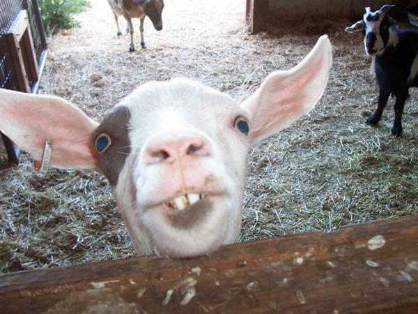 Smiling Goat Blank Meme Template