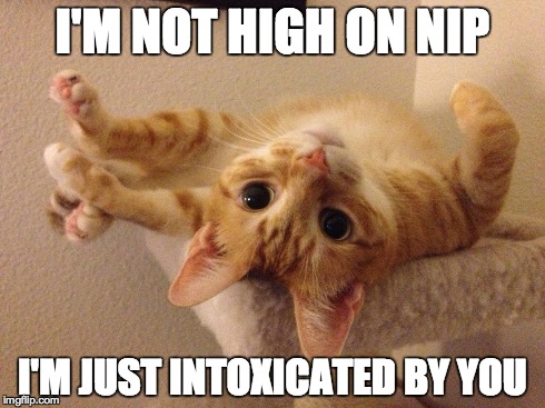 I'M NOT HIGH ON NIP I'M JUST INTOXICATED BY YOU | made w/ Imgflip meme maker