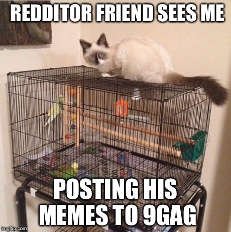 REDDITOR FRIEND SEES ME POSTING HIS MEMES TO 9GAG | image tagged in caught red handed cat | made w/ Imgflip meme maker
