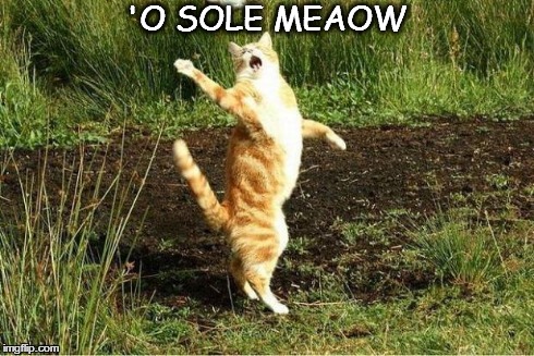 'O SOLE MEAOW | image tagged in opera cat,puns | made w/ Imgflip meme maker