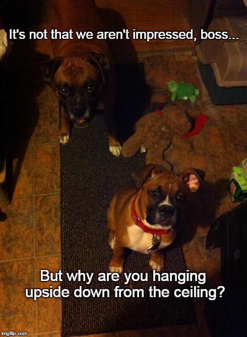 Impressed | It's not that we aren't impressed, boss... But why are you hanging upside down from the ceiling? | image tagged in dogs,funny,memes | made w/ Imgflip meme maker