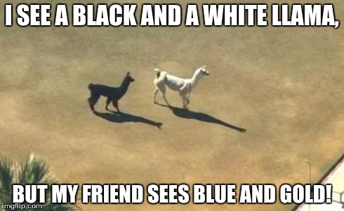black and white llamas | I SEE A BLACK AND A WHITE LLAMA, BUT MY FRIEND SEES BLUE AND GOLD! | image tagged in black and white llamas | made w/ Imgflip meme maker