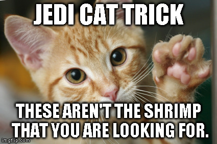 Jedi Cat Trick | JEDI CAT TRICK THESE AREN'T THE SHRIMP THAT YOU ARE LOOKING FOR. | image tagged in cats,shrimp,jedi | made w/ Imgflip meme maker