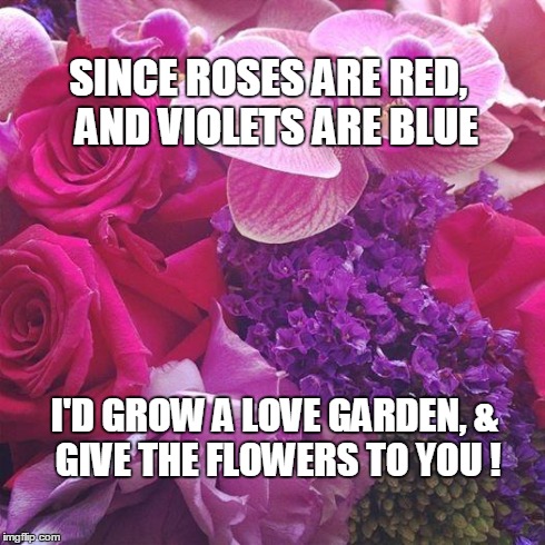 Flowers | SINCE ROSES ARE RED, AND VIOLETS ARE BLUE I'D GROW A LOVE GARDEN,& GIVE THE FLOWERS TO YOU ! | image tagged in flowers | made w/ Imgflip meme maker
