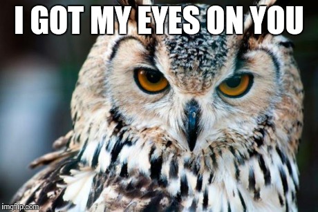 I GOT MY EYES ON YOU | image tagged in owl | made w/ Imgflip meme maker