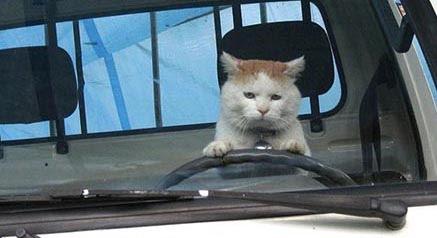 High Quality Cat Driving Blank Meme Template