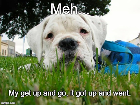 Get up and Stop | Meh... My get up and go, it got up and went. | image tagged in dogs,funny,memes,boxer | made w/ Imgflip meme maker