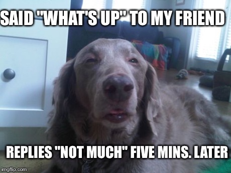 High Dog | SAID "WHAT'S UP" TO MY FRIEND REPLIES "NOT MUCH" FIVE MINS. LATER | image tagged in memes,high dog | made w/ Imgflip meme maker