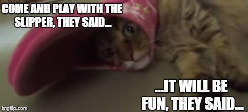 They Said - Slipper Vs Cat | COME AND PLAY WITH THE SLIPPER, THEY SAID... ...IT WILL BE FUN, THEY SAID... | image tagged in cats,memes,they said | made w/ Imgflip meme maker