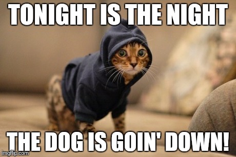 Hoody Cat | TONIGHT IS THE NIGHT THE DOG IS GOIN' DOWN! | image tagged in memes,hoody cat | made w/ Imgflip meme maker