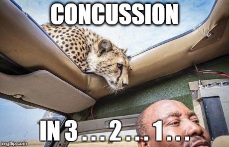 3 . . . 2 . . . 1 . . . | CONCUSSION IN 3 . . . 2 . . . 1 . . . | image tagged in accident,memes,funny memes,funny animals | made w/ Imgflip meme maker