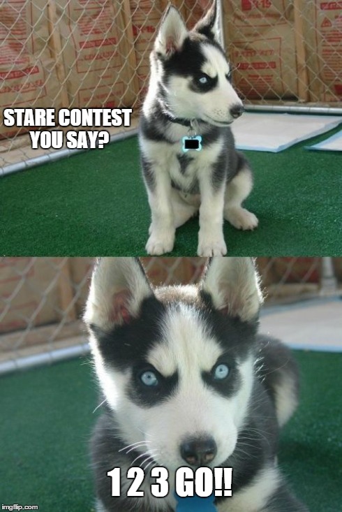 Insanity Puppy | STARE CONTEST YOU SAY? 1 2 3 GO!! | image tagged in memes,insanity puppy | made w/ Imgflip meme maker