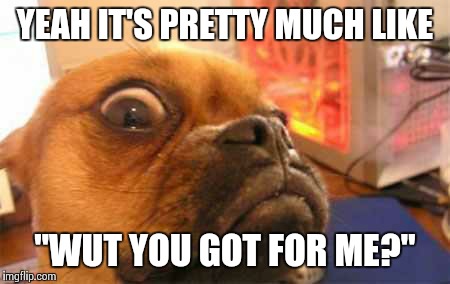 WUT | YEAH IT'S PRETTY MUCH LIKE "WUT YOU GOT FOR ME?" | image tagged in wut | made w/ Imgflip meme maker