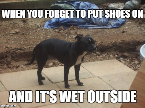 Wet socks. | WHEN YOU FORGET TO PUT SHOES ON AND IT'S WET OUTSIDE | image tagged in wet,outside,dog,meme | made w/ Imgflip meme maker