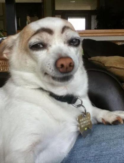 dog eyebrows Blank Meme Template