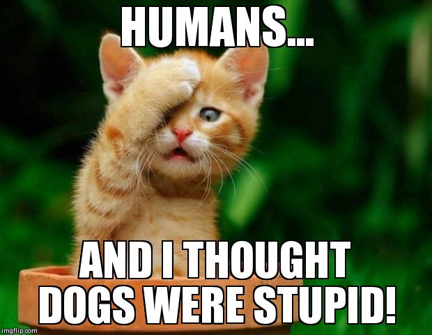 Cat fail | HUMANS... AND I THOUGHT DOGS WERE STUPID! | image tagged in cat fail | made w/ Imgflip meme maker