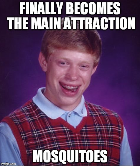 Went camping and they loved him | FINALLY BECOMES THE MAIN ATTRACTION MOSQUITOES | image tagged in memes,bad luck brian | made w/ Imgflip meme maker
