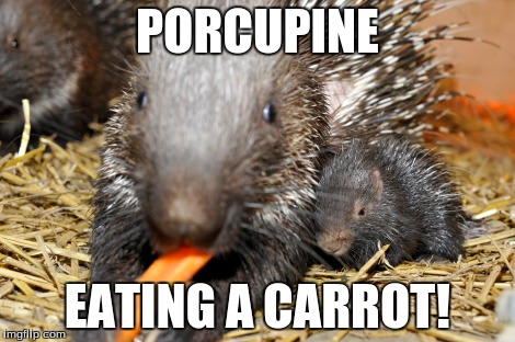 Yummy Yummy Carrot!! | PORCUPINE EATING A CARROT! | image tagged in porcupine | made w/ Imgflip meme maker