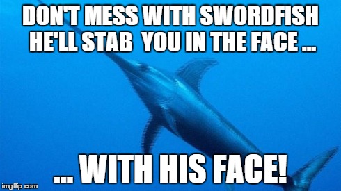 DON'T MESS WITH SWORDFISH HE'LL STAB YOU IN THE FACE ... ... WITH HIS FACE! | image tagged in swordfish | made w/ Imgflip meme maker