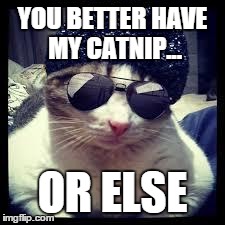 YOU BETTER HAVE MY CATNIP... OR ELSE | image tagged in gangsta cat | made w/ Imgflip meme maker