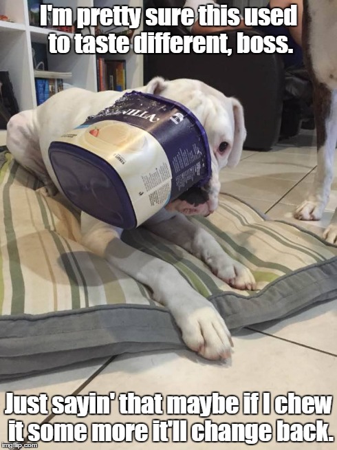 Icecream? | I'm pretty sure this used to taste different, boss. Just sayin' that maybe if I chew it some more it'll change back. | image tagged in dogs,funny,memes,boxers | made w/ Imgflip meme maker