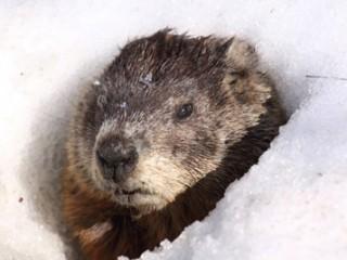 groundhog in snow Blank Meme Template