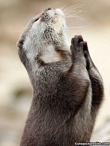 High Quality Praying beaver Blank Meme Template