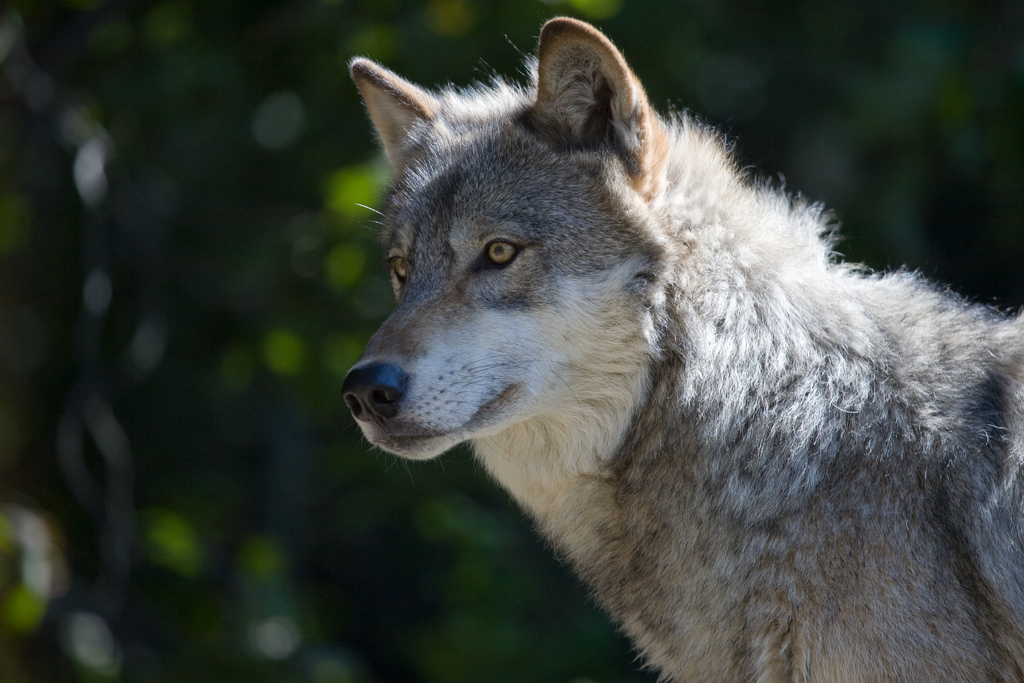 image tagged in animals,wolves