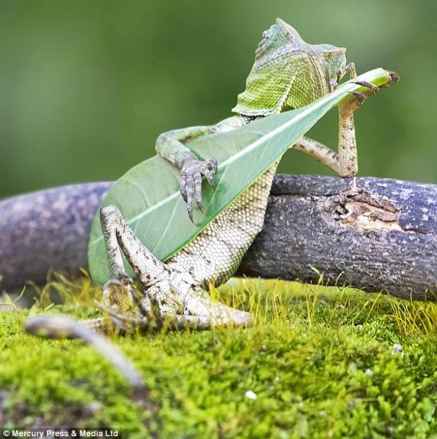 lizard guitar Blank Meme Template