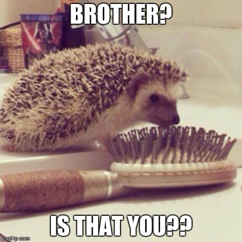 Brother? Is That You?? | BROTHER? IS THAT YOU?? | image tagged in memes,animals,funny | made w/ Imgflip meme maker