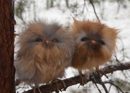 baby owls Blank Meme Template