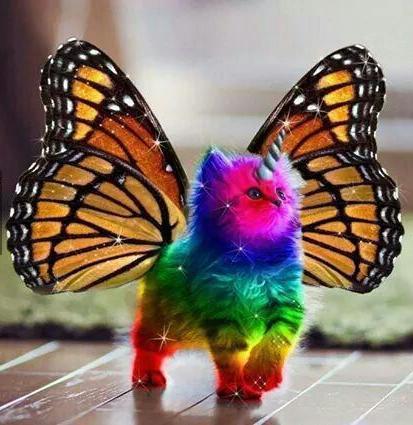 Rainbow unicorn butterfly kitten Blank Meme Template