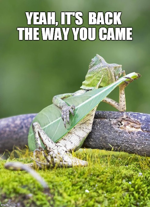YEAH, IT'S BACK THE WAYYOU CAME | image tagged in family guy,kermit the frog,memes,funny memes,guitar,funny | made w/ Imgflip meme maker