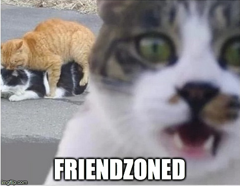 Friendzoned | FRIENDZONED | image tagged in cats,friendzone | made w/ Imgflip meme maker